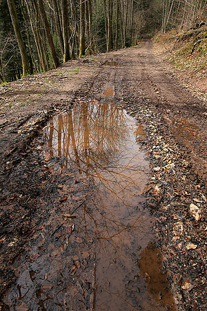 France : in the forest