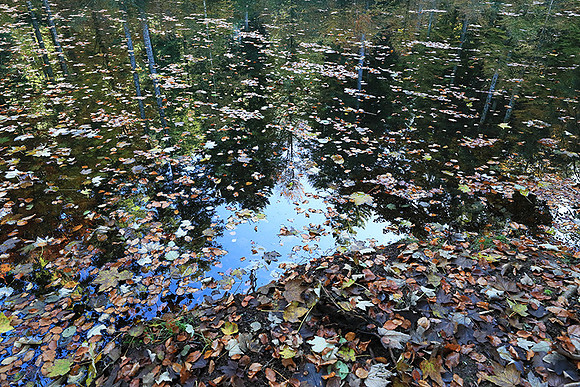 Etang Framboise - France