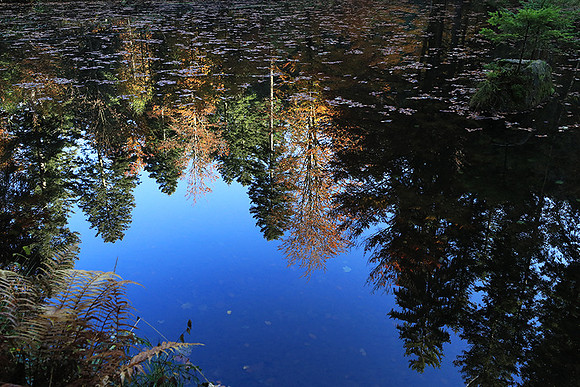Etang Framboise - France