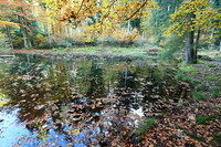 Etang Framboise - France