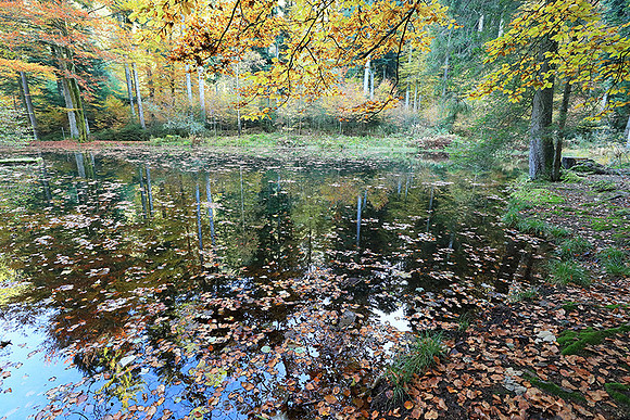 Etang Framboise - France