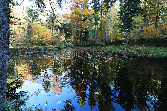 Etang Framboise - France