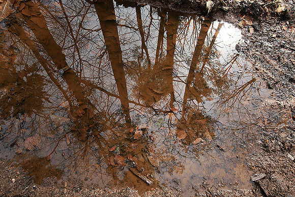 France : in the forest