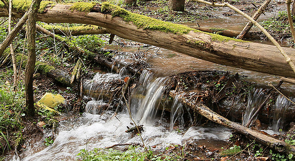 France : in the forest