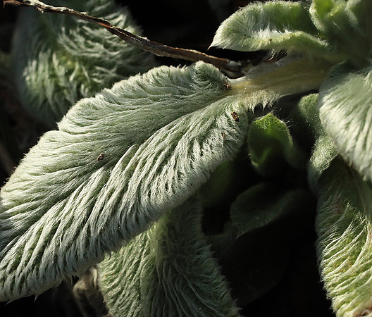 Stachys lanata leaves in spring