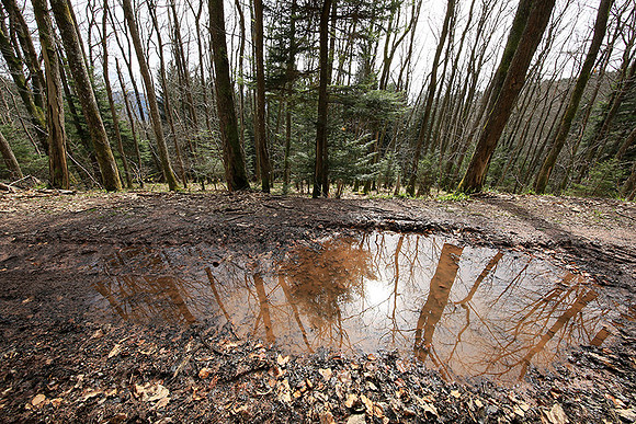France : in the forest
