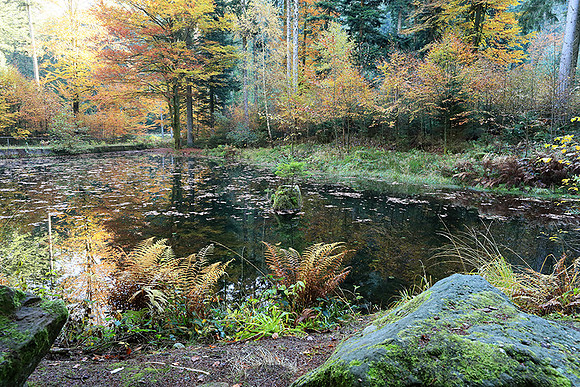 Etang Framboise - France