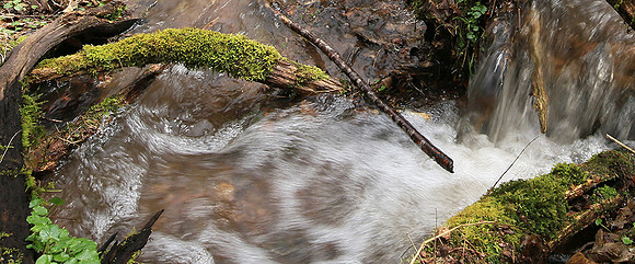 France : in the forest