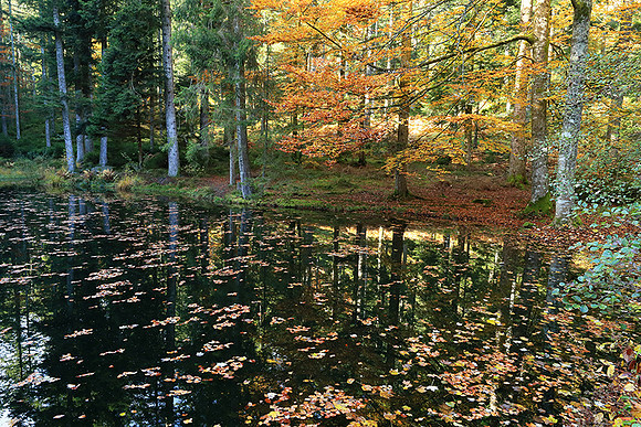 Etang Coucou - France