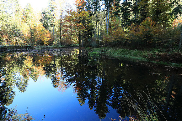 Etang Framboise - France