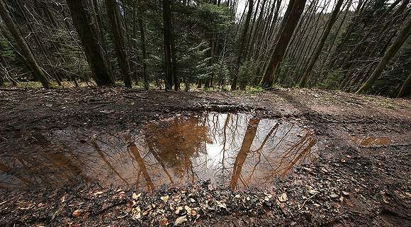 France : in the forest