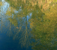 Pond - East of France