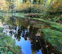 Etang Framboise - France