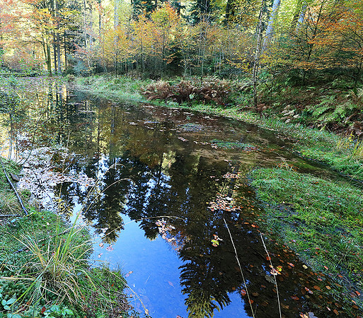 Etang Framboise - France