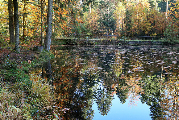 Etang Framboise - France