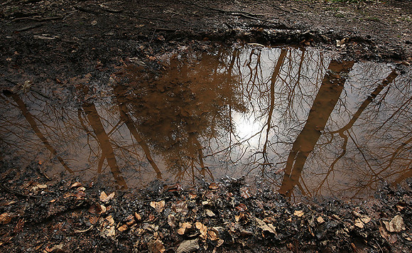 France : in the forest