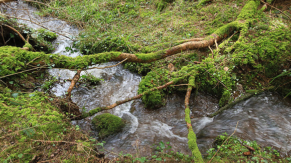 France : in the forest