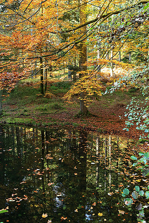 Etang Coucou - France