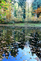 Etang Framboise - France