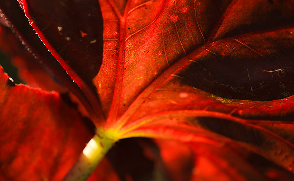 Leaves in Costa Rica
