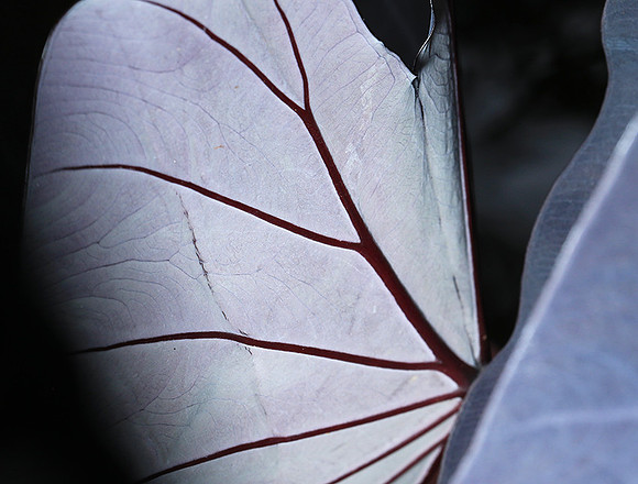 Leaves in Costa Rica