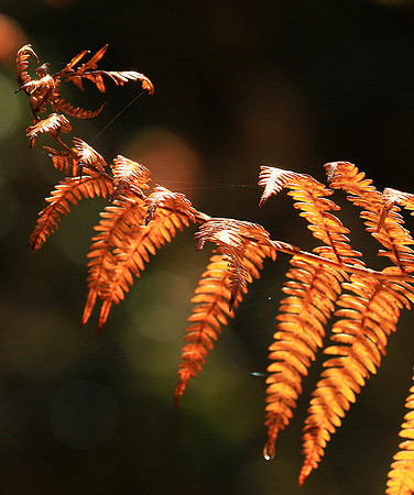Ferns (fougères) - East of France