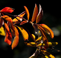 Autumn in my garden