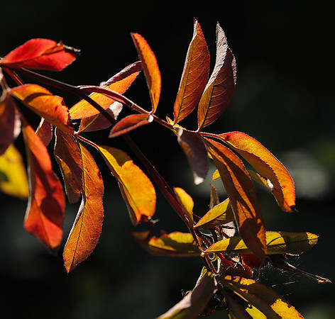Autumn in my garden