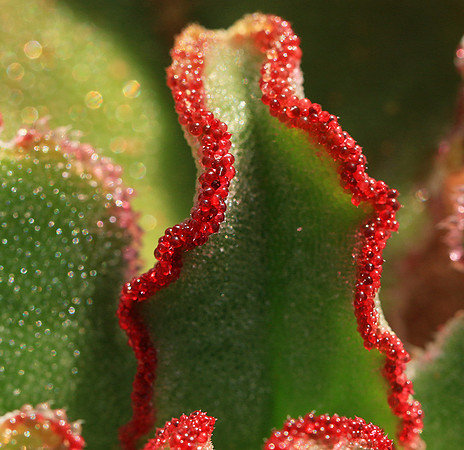 Succulents - Namaqualand - South Africa
