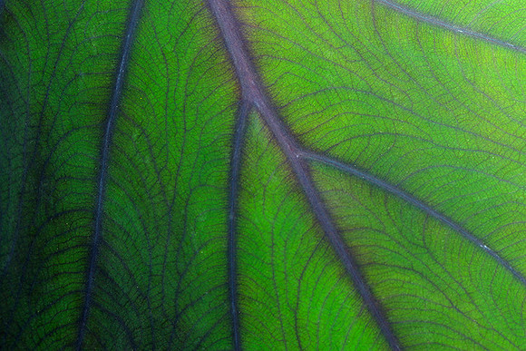 Leaves in Costa Rica