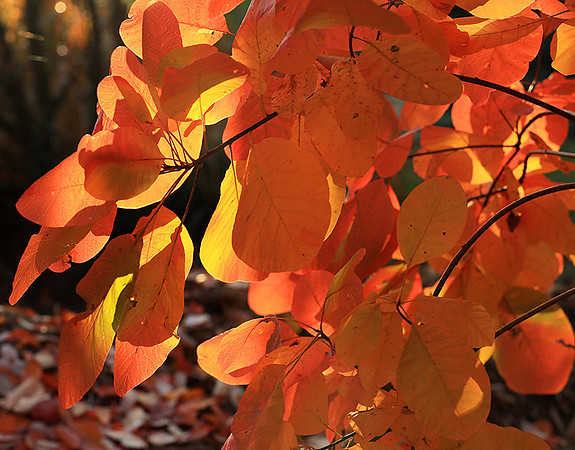 Autumn leaves - France