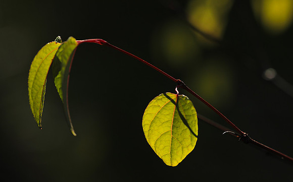 Autumn in my garden