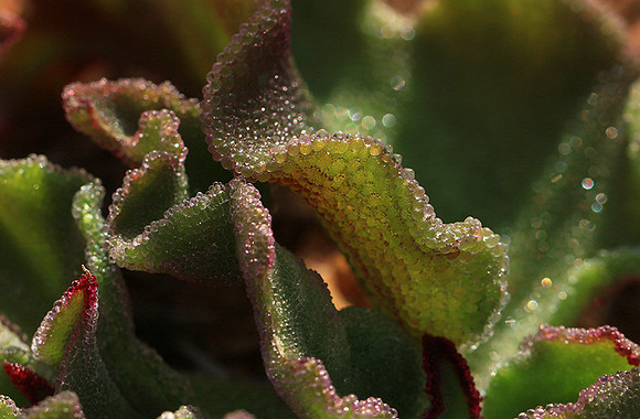 Succulents - Namaqualand - South Africa