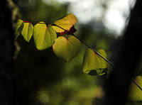 Autumn in my garden