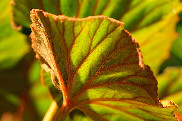Leaves in Costa Rica