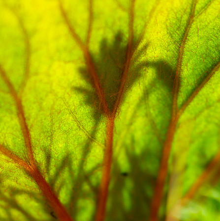 Leaves in Costa Rica
