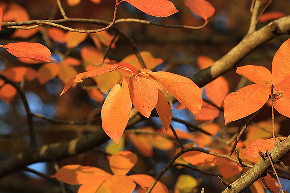 Autumn leaves - France