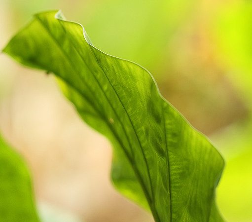 Vietnam : leaves in the rain