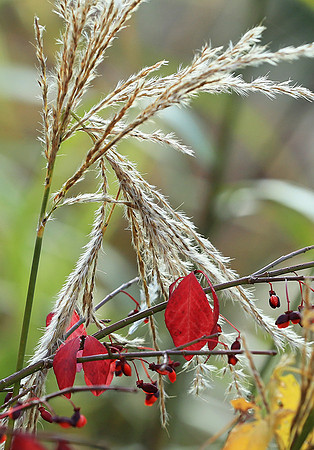 Autumn leaves - France