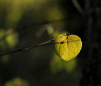 Autumn in my garden