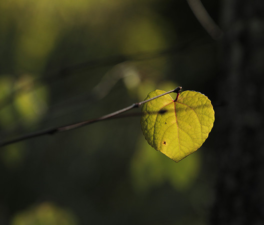 Autumn in my garden