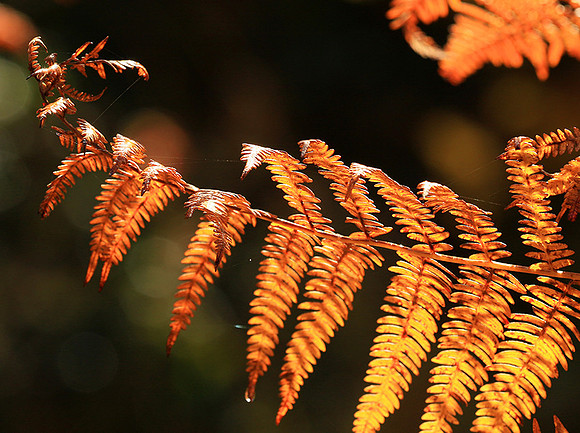 Ferns (fougères) - East of France