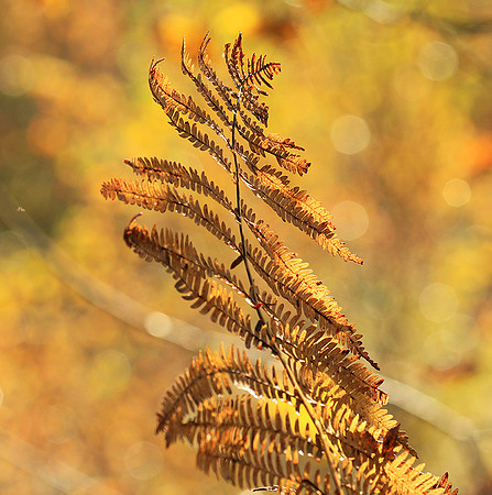 Ferns (fougères) - East of France