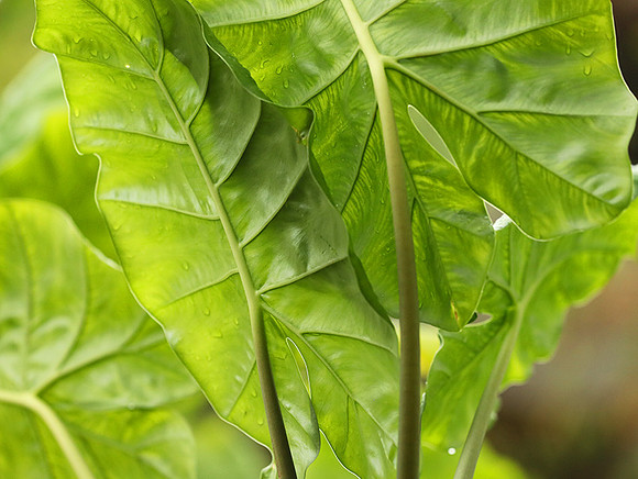 Vietnam : leaves in the rain