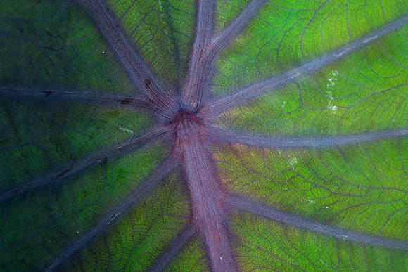 Leaves in Costa Rica