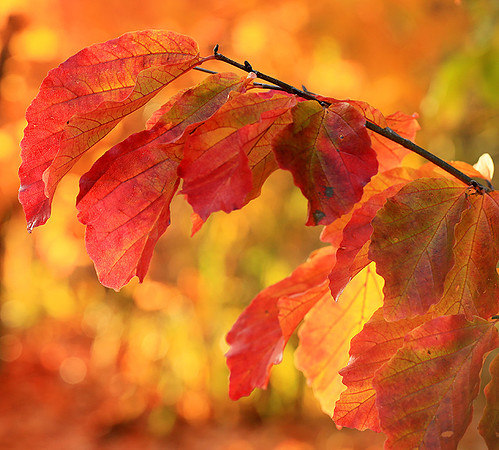 Autumn leaves - France