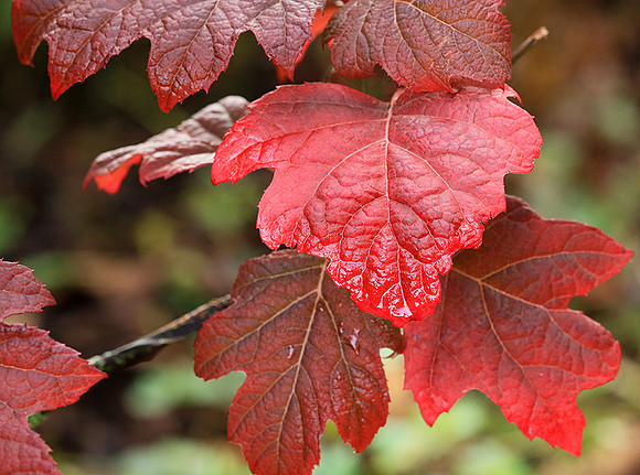 Hydrangea quercifolia (autumn)