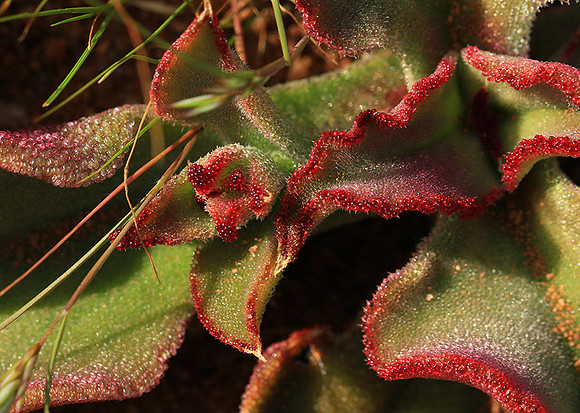 Succulents - Namaqualand - South Africa