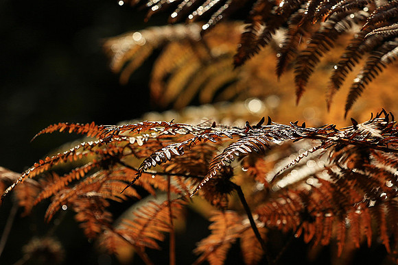 Ferns (fougères) - East of France