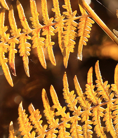 Ferns (fougères) - East of France